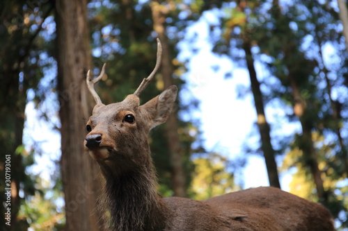 Nara Park in Nara Prefecture, Japan and the scenery of deer living in the park