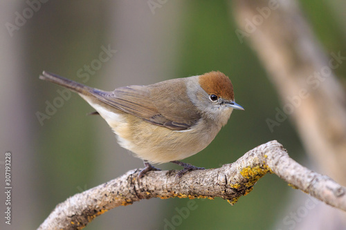Close view of a Blackcap (Sylvia atricapilla) with out of focus background