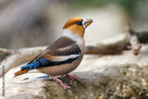 Close view of a Hawfinch (Coccothraustes coccothraustes) with out of focus background.