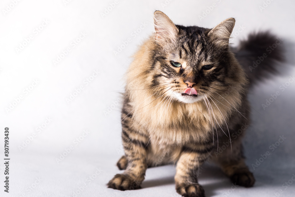 emotional fluffy cat on a white background