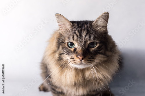 emotional fluffy cat on a white background