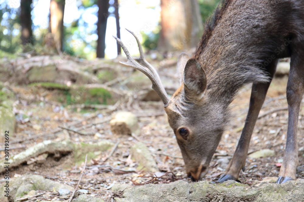 Nara Park in Nara Prefecture, Japan and the scenery of deer living in the park Nara Park in Nara Prefecture, Japan and the scenery of deer living in the park