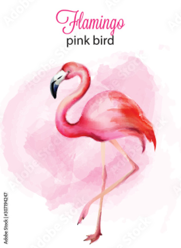 Watercolor flamingo pink bird portrait with background. Vector