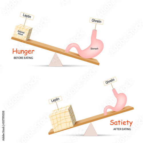 Ghrelin and Leptin. Balance hormones that regulate Hunger and Satiety.