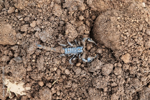 black scorpion on dirty soil ground