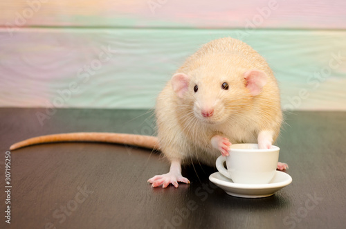 White rat or mouse sitting with a white cup of tea or coffee on a black and rainbow background. The concept of morning, breakfast, coffee break, new year with copyspace photo