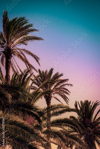 Row of Tall Palm Trees at Sunset