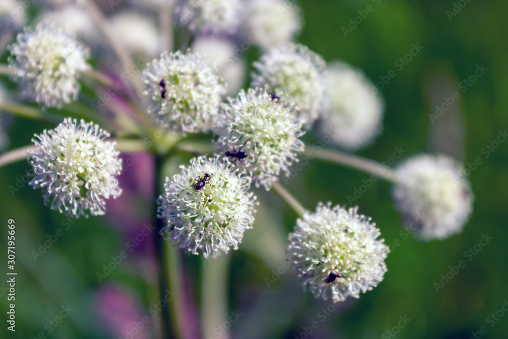 Wild wildflowers close-up. Wild flowers in a meadow nature. Natural summer background with wild flowers in the meadow in the morning sun rays. Wild wildflowers close-up. Wild flowers in a meadow nature. Natural summer background with wild flowers in the meadow in the morning sun rays.