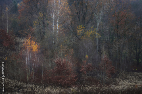 Fototapeta Naklejka Na Ścianę i Meble -  Jesienne drzewa