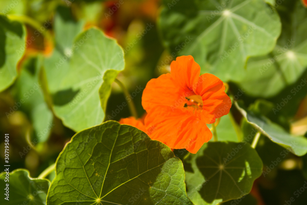 The large Nasturtium (Tropáeolum május), also the large Capuchin is an annual herbaceous plant, a species of the genus Tropaeolum of the family Tropaeolaceae. Type species of this genus. The large Nasturtium (Tropáeolum május), also the large Capuchin is an annual herbaceous plant, a species of the genus Tropaeolum of the family Tropaeolaceae. Type species of this genus.