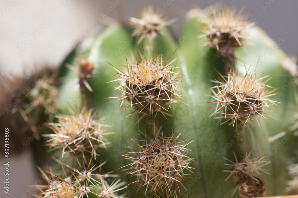 Cactus Spines Detail Texture Close up Cactus Spines Detail Texture Close up