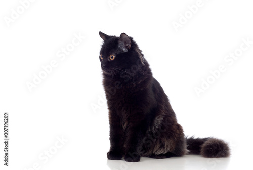 Adorable Black Persian cat