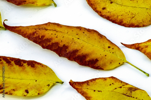 A few autumn leaves lie with water drops on a white background