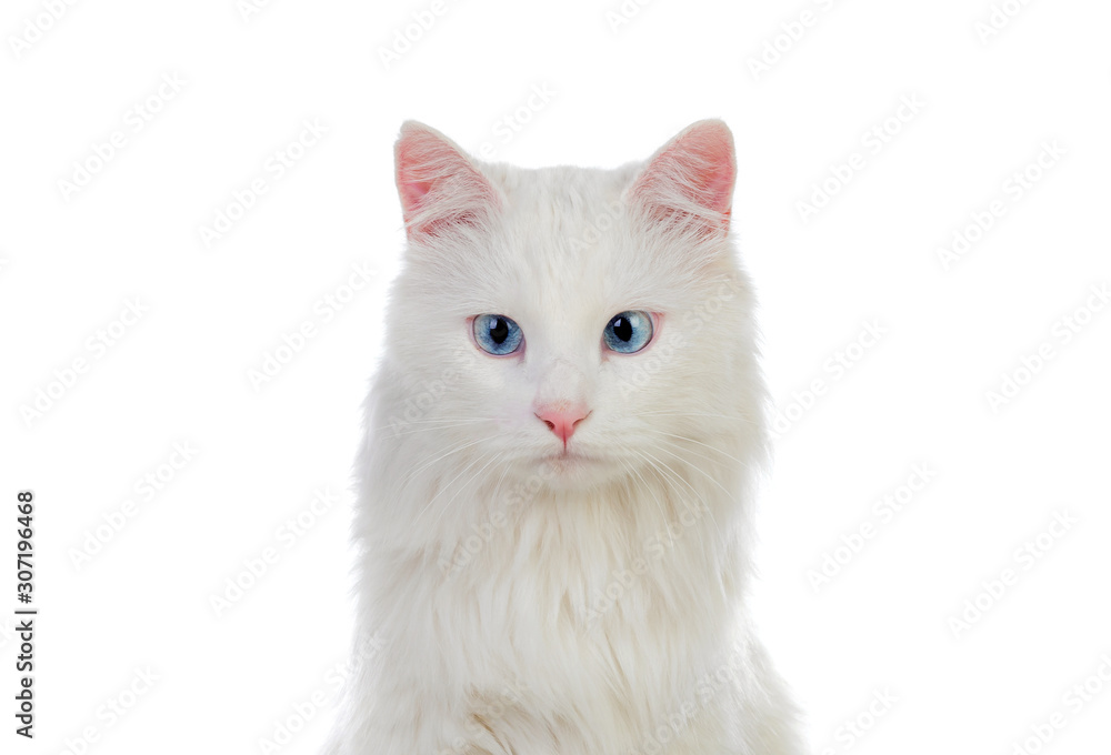 Adorable White Persian Cat