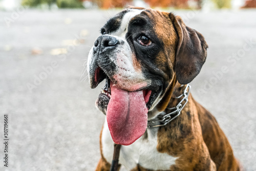 Boxer Dog Portrait Closeup In Park