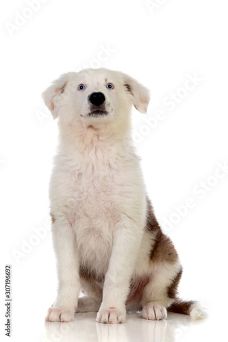 Fototapeta Naklejka Na Ścianę i Meble -  Nice puppy with brown and white hair