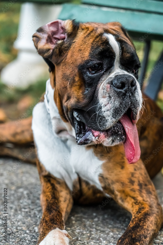 Boxer Dog Portrait Closeup In Park Boxer Dog Portrait Closeup In Park