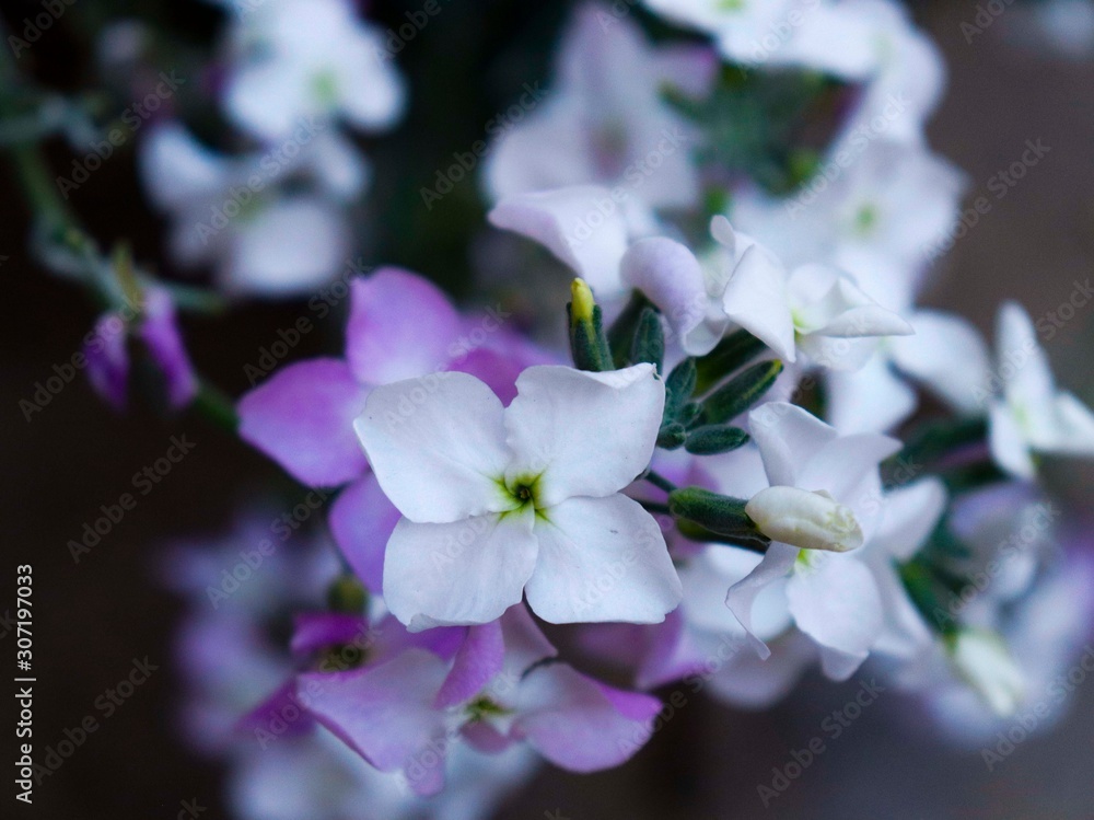Flores Flores
