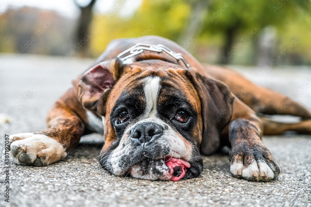 Boxer Dog Portrait Closeup In Park