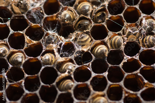 Bees Working in The Honeycomb