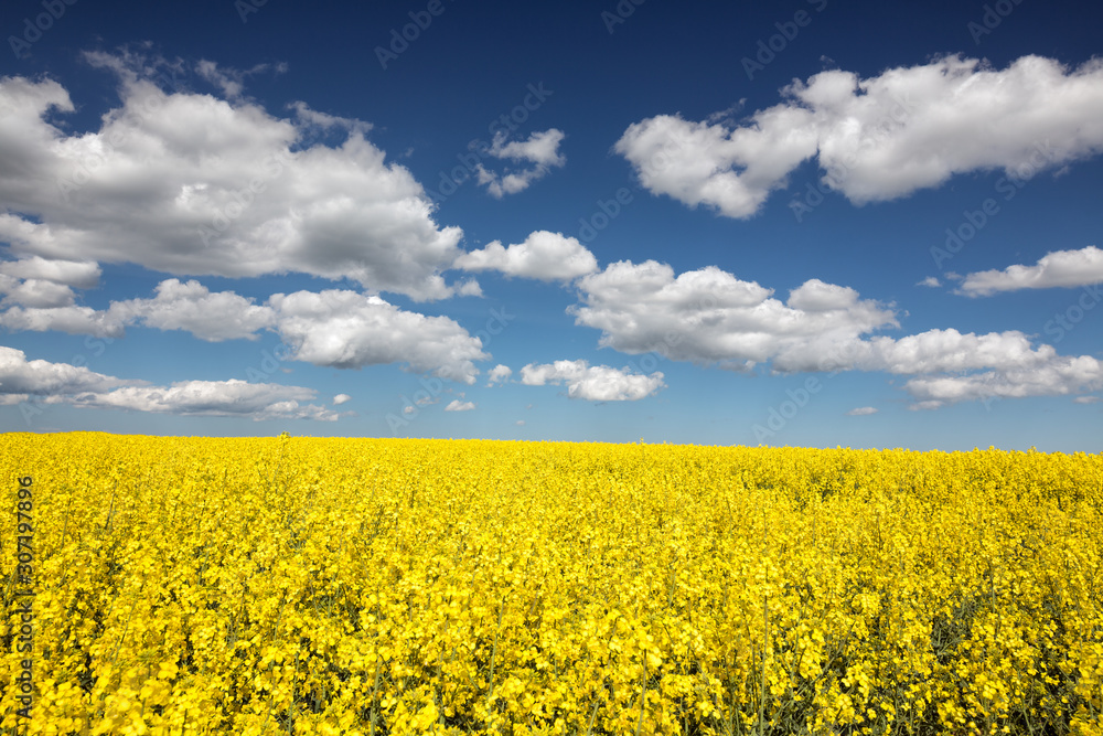 Rapeseed flower field on a sunny day