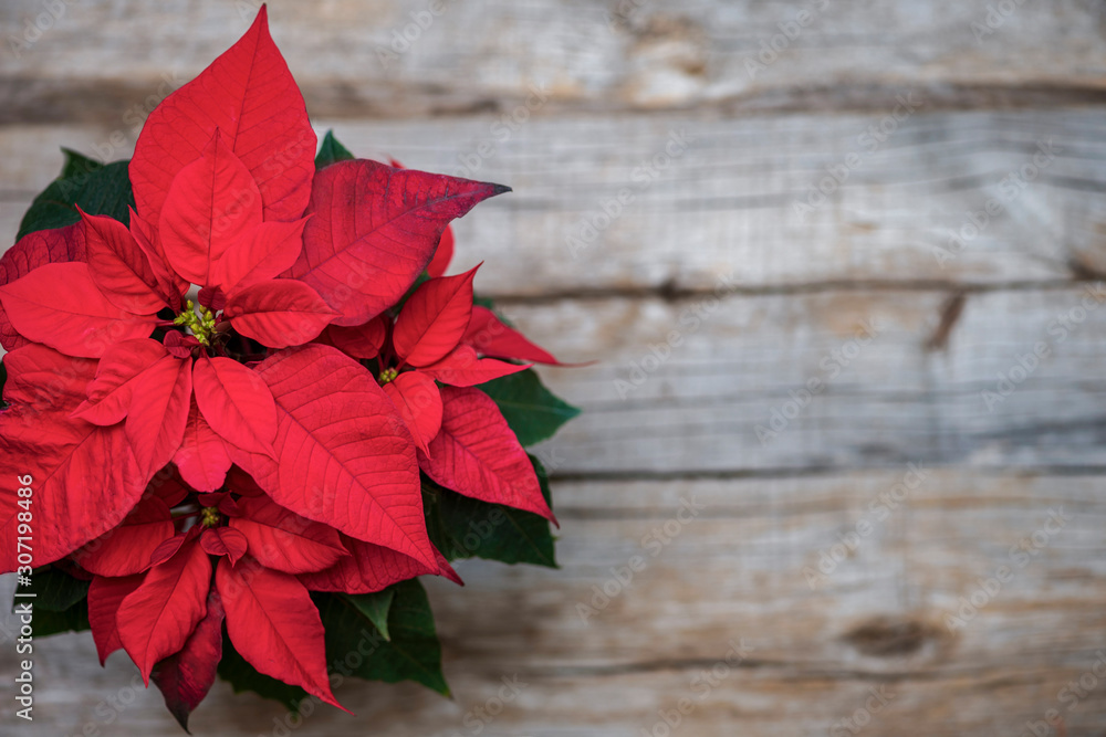 Red poinsettia, christmas traditional flower on wooden background. Top view. Red poinsettia, christmas traditional flower on wooden background. Top view.