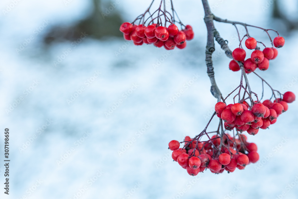 Frozen rowan berries, natural nature, beautiful background Frozen rowan berries, natural nature, beautiful background