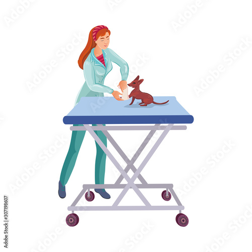 Veterinary doctor bandaging a dog paw on the table in the vet clinic. Vector colorful illustration in cartoon style