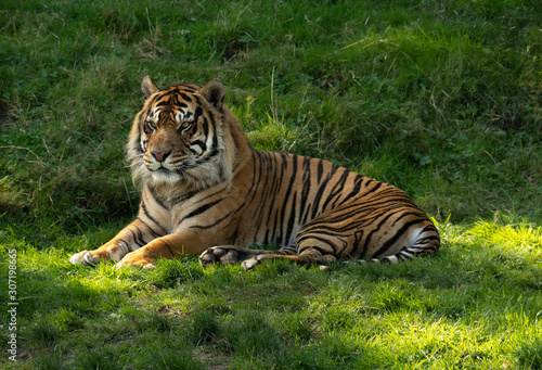 Tiger relaxing in grassy field at Tacoma s Point Defiance Zoo