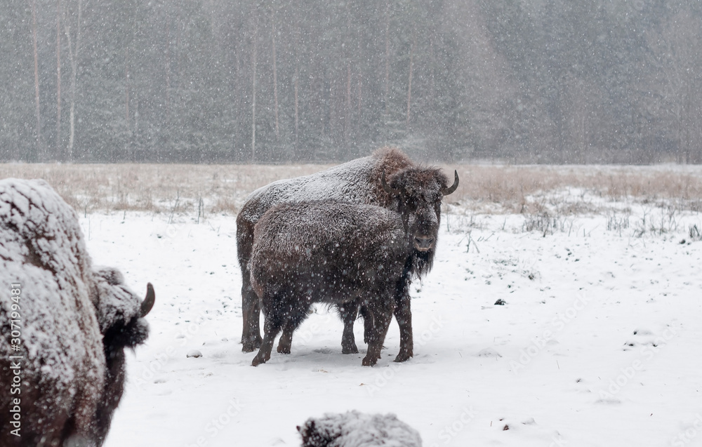 Family of bison on the field on a snowy winter day Family of bison on the field on a snowy winter day
