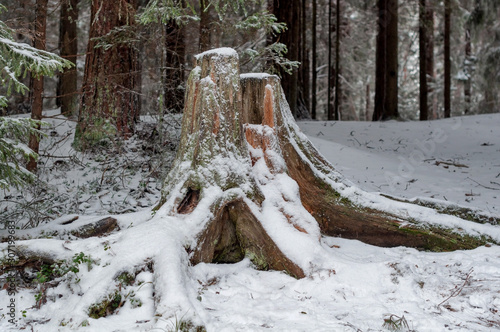 Big stump in a winter forest, snowy roads and trees in a winter day