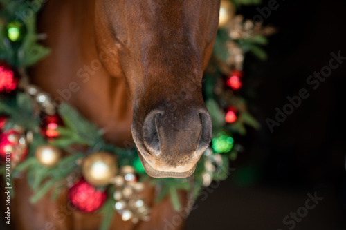 Christmas Horse photo