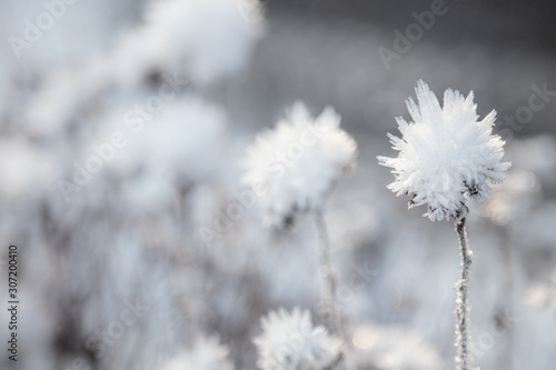 Frozen flowers  very beautiful nature