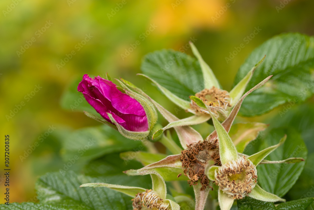 Rosa rugosa wilted flowers in late autumn Rosa rugosa wilted flowers in late autumn