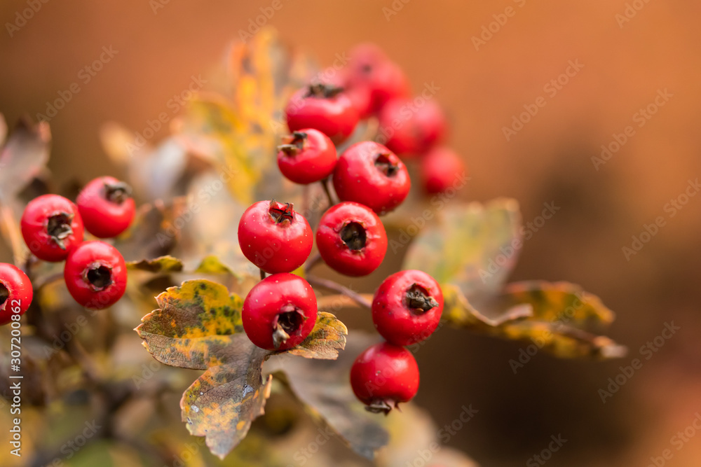 Hawthorn berries in the garden at autumn day Hawthorn berries in the garden at autumn day