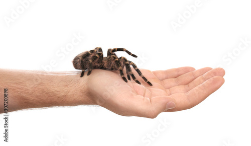 Man holding striped knee tarantula on white background, closeup