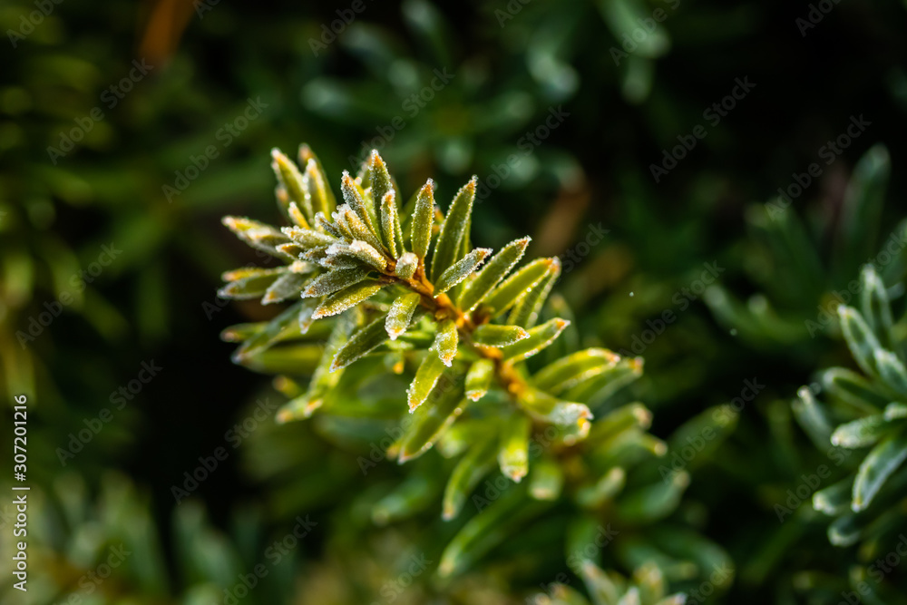 Coniferous tree needles with hoarfrost at autumn. Bokeh effect.
