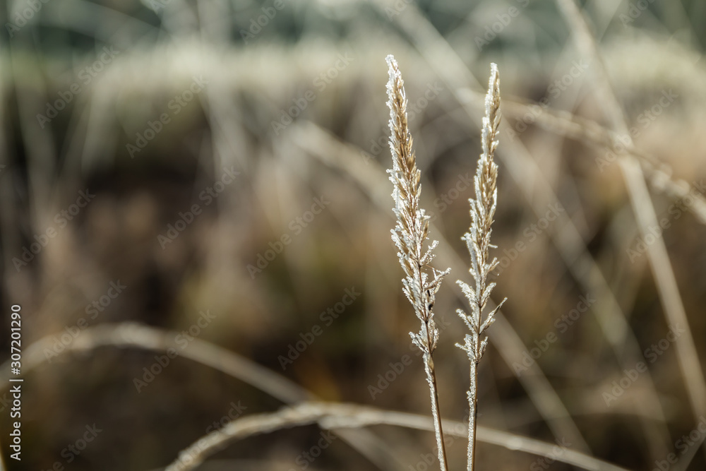 Fototapeta premium Frozen dry grass at sunny autumn morning. Bokeh effect.