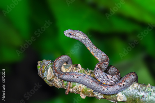 Common Mock Viper or Psammodynastes pulverulentus (Boie, 1827), beautiful gray snake stripes coiling resting wrap on tree branch at Thung salaeng luang National park, Thailand.