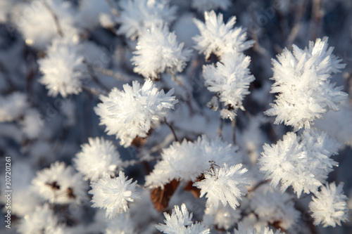 Frozen flowers, very beautiful nature © M.V.schiuma