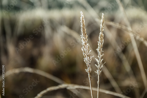 Frozen dry grass at sunny autumn morning. Bokeh effect.