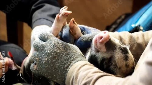 The procedure of castration of piglets in the villages photo