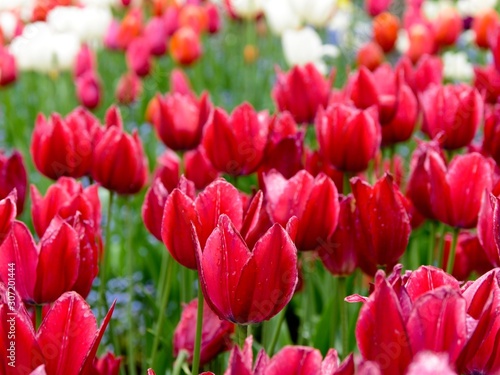 Red tulips