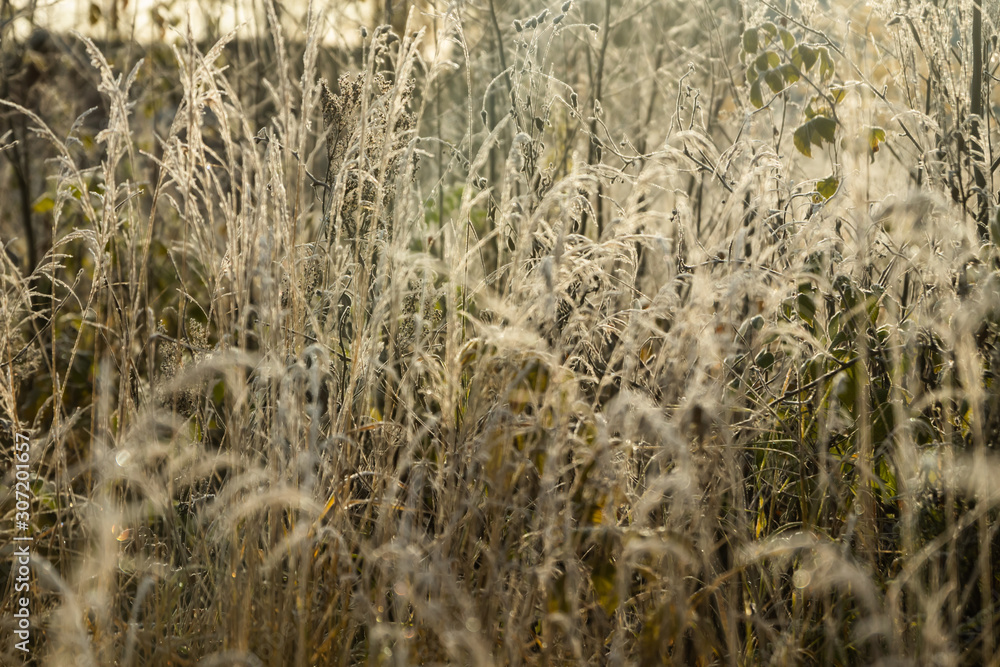 Fototapeta premium Frozen dry grass at sunny autumn morning. Bokeh effect.
