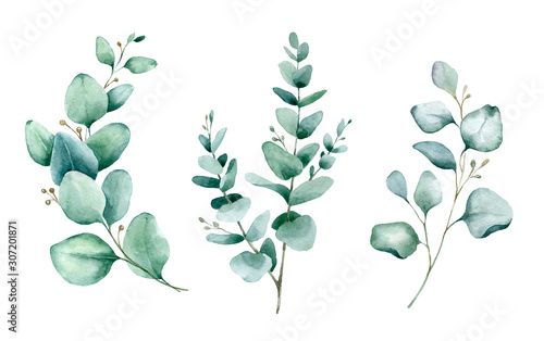 Watercolor hand painted botanical illustration. The branches and leaves of blue eucalyptus .Tropical elements isolated on white background for design in greenery .style. photo