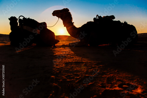 dromedarios camellos en el desierto del Sáhara, Douz. descansando duranta el atardecer. photo