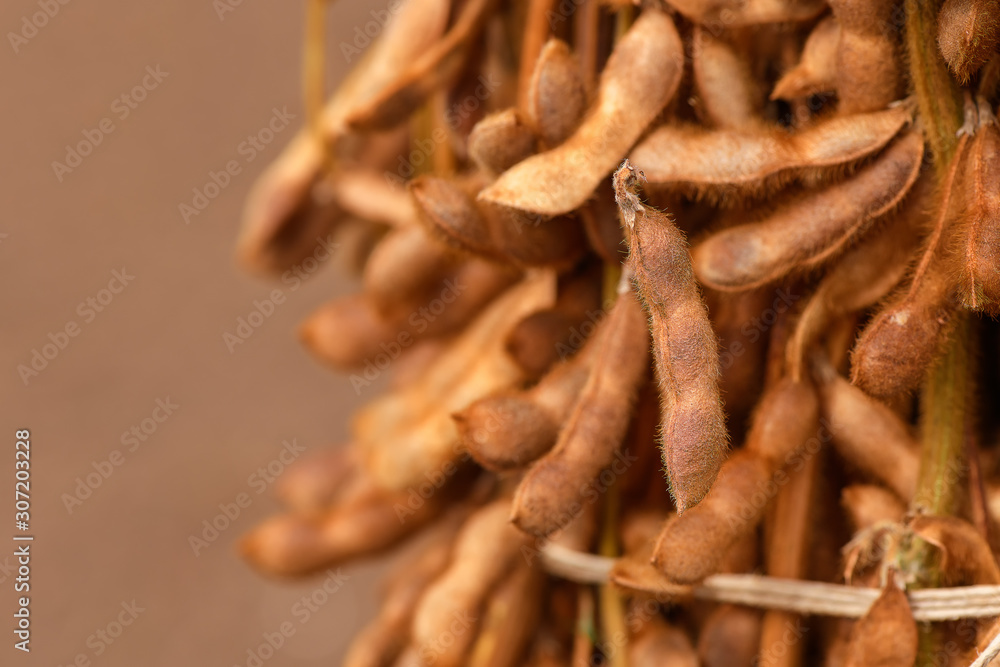 Harvested soybean straws and pods bundled Harvested soybean straws and pods bundled