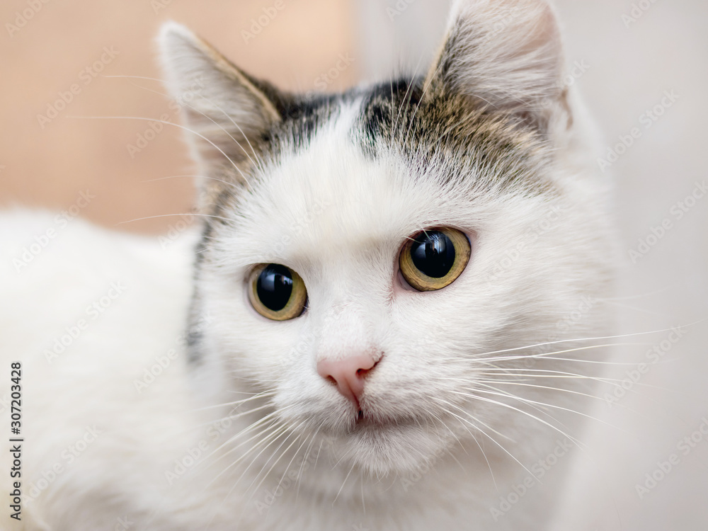 White cat with big expressive eyes close up_ White cat with big expressive eyes close up_
