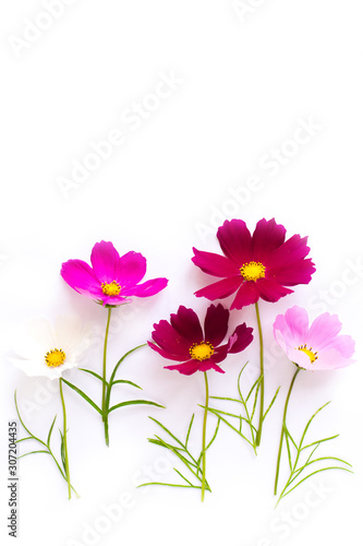 Flowers of cosmos on white background