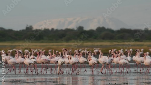 Colony of Flamingos on the Natron lake. Lesser Flamingo Scientific name: Phoenicoparrus minor. Tanzania, Africa 4k photo